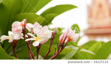 Frangipani in the garden Frangipani in the garden 34225133