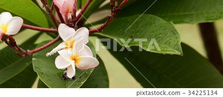 Frangipani in the garden Frangipani in the garden 34225134