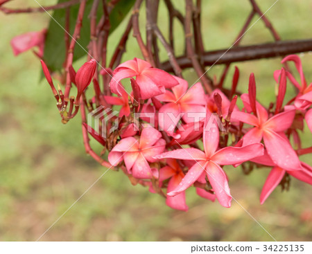 Frangipani flower Frangipani flower 34225135