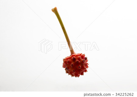 竹果 34225262