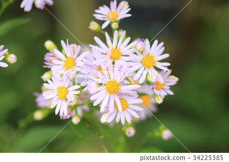 Zion flower Zion flower 34225385