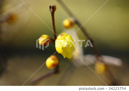 Sweet scented soshin roubai flower Sweet scented soshin roubai flower 34225754