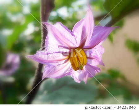 Eggplant flower 34225840