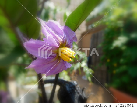 一茄子花 34225841