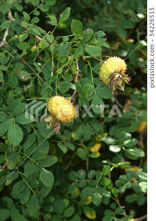 Hinasanshobara水果 34226515