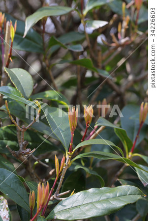 Young leaf of a beak 34226603