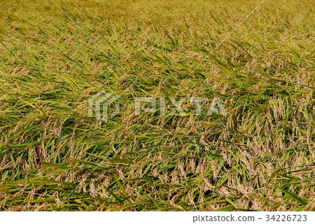 Rice field a middle telephoto of one side of rice fields 34226723