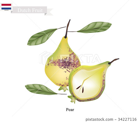 Fresh Pears, The Popular Fruits of Netherlands Fresh Pears, The Popular Fruits of Netherlands 34227116