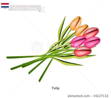 Tulip Flowers, Flower of Netherlands Tulip Flowers, Flower of Netherlands 34227118