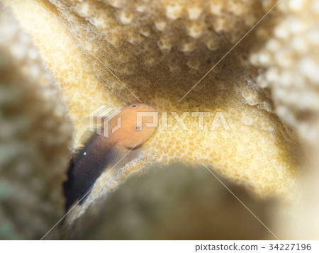 沖繩潛水 沖繩潛水 34227196