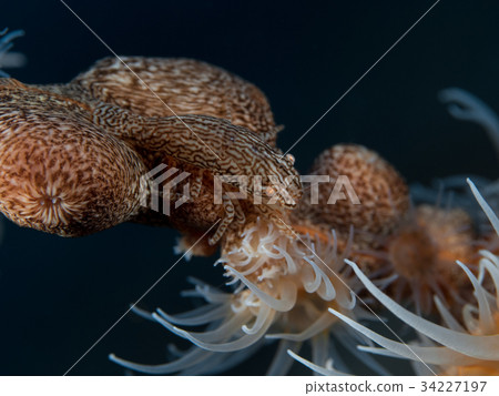 沖繩潛水 沖繩潛水 34227197