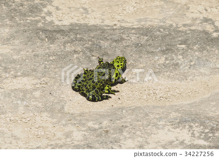 Frog, Seoul National University Park, Gwacheon, Gyeonggi-do 34227256