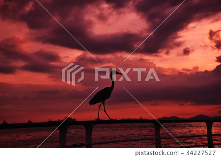 樺樹剪影 樺樹剪影 34227527