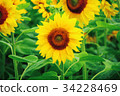 Sunflower 01 34228469