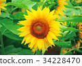 Sunflower 02 34228470