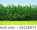 Hokkaido Forest 03 34228473