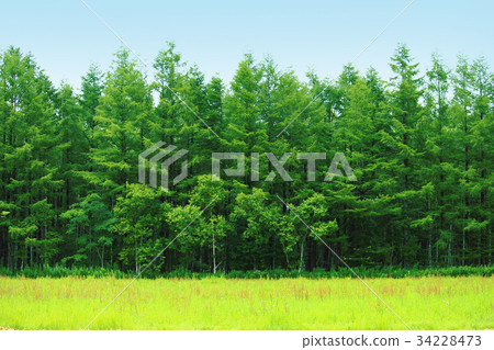 Hokkaido Forest 03 34228473