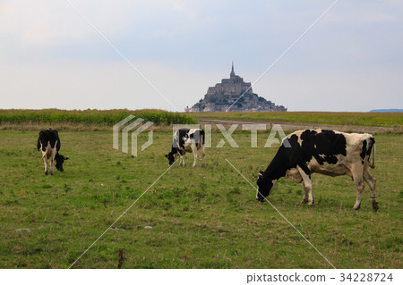 Mont Saint-Michel-Cattle Mont Saint-Michel-Cattle 34228724