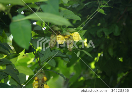 Yellow flower 34228866
