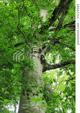 Asakusa-dake, a large beech tree 34228985