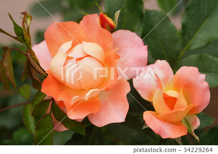 Pink and orange roses 34229264