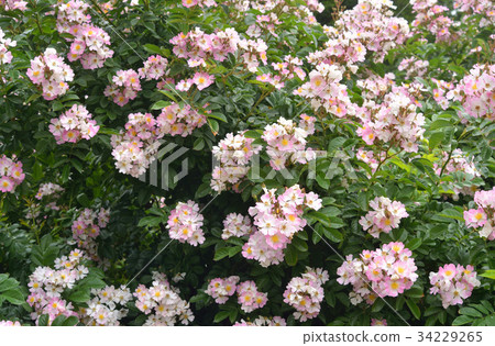 Roses of one side Roses of one side 34229265