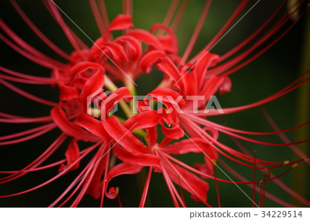 Cluster amaryllis 34229514