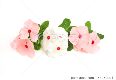 長春花 長春花 34230001