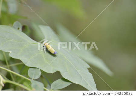 Tsunagogyo Oshoko 34230082