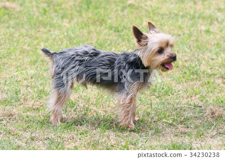 Yorkshire Terrier 34230238