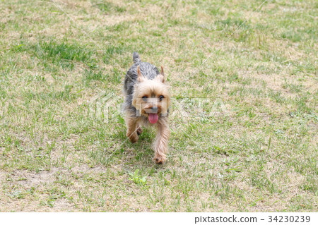 Yorkshire Terrier Yorkshire Terrier 34230239