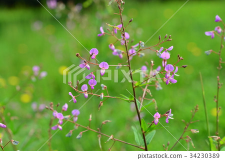 Alecid nisubitohagi 34230389