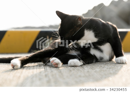 修飾在捕魚港口的貓 34230455