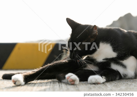 修飾在漁港的貓 34230456