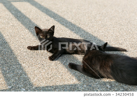 在早晨太陽沐浴的惡意噓聲 34230458