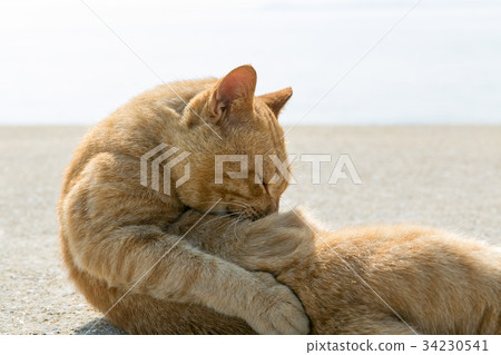 Cat grooming under the morning sun Cat grooming under the morning sun 34230541