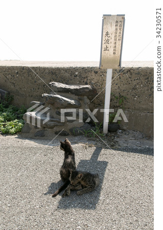 兩隻貓在小色調 兩隻貓在小色調 34230571