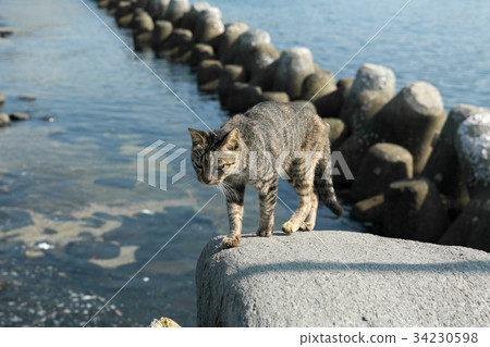 Cat trying to jump from the embankment Cat trying to jump from the embankment 34230598