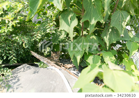Cat hides in the shadow of grass 34230610