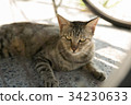 A cat that hides under a motorcycle carrier A cat that hides under a motorcycle carrier 34230633