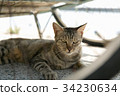 A cat that hides under a motorcycle carrier A cat that hides under a motorcycle carrier 34230634