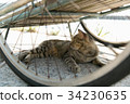 A cat that hides under a motorcycle carrier A cat that hides under a motorcycle carrier 34230635