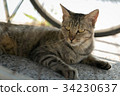 A cat that hides under a motorcycle carrier A cat that hides under a motorcycle carrier 34230637