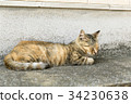 Sleeping cat in the shade of the house Sleeping cat in the shade of the house 34230638