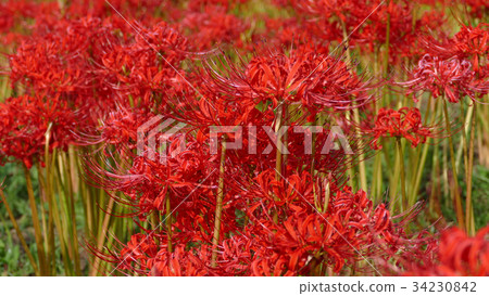 群集孤挺花 34230842