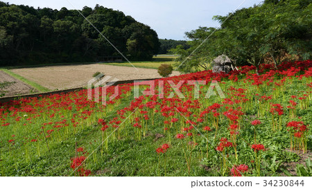 Higanki flowers and countryside 34230844