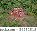 Cluster amaryllis and mulberry field 34231518