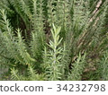 Rosemary	 34232798