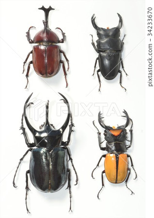 Domestic Beetle Domestic Ookuwagata Caucasus Ocabuto Laco dal Tsuyakuwagata White Background 34233670