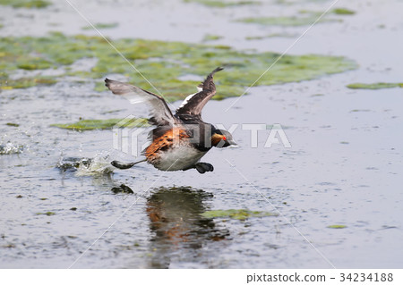 Black necked grebe in run 34234188